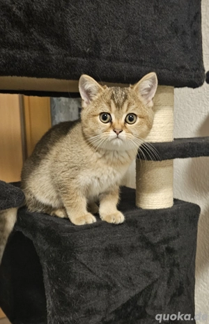 BKH Kitten Reinrassig .Letzte Kater