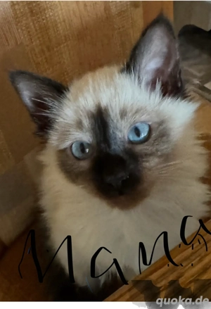     Heilige Birma Katzen suchen neues Zuhause