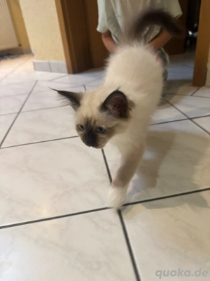Heilige Birma Mix   Süßer Wohnungskater zu vergeben