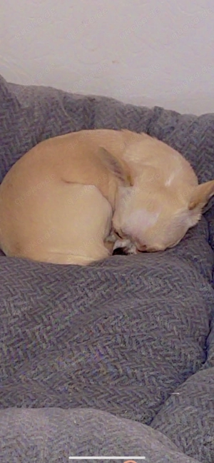 Chihuahua rüde mini und Hündin 