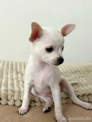 Chihuahua-Welpen  Nur noch zwei Rüden frei !!!