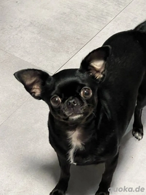 Chihuahua  Bild 3