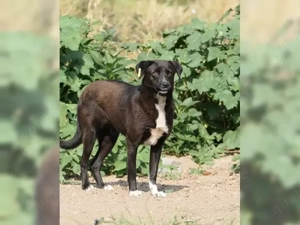 Joy hofft auf neue Chance  Bild 3