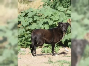 Joy hofft auf neue Chance  Bild 2