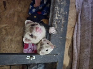 Frettchen Rüde & Fähe 