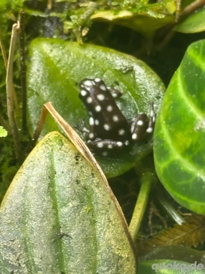 Excidobates Mysteriosus 