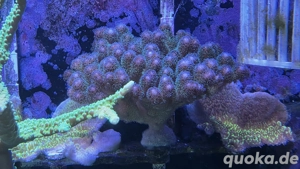 Pociliopora Koralle Meerwasser