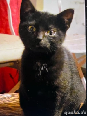 Schwarzer Kater
