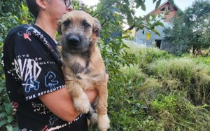 Kleine Pebbles sucht ihr Glück