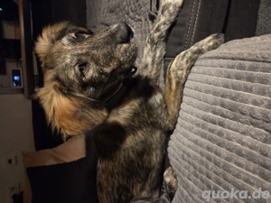 Hündin Hund Welpe Lotty sucht ein zuhause 