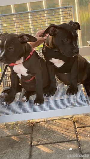  Zwei liebevolle Cane Corso Staff-Mix Hunde suchen gemeinsam ihr Für-immer-Zuhause       