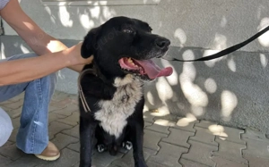 Ramses - Sanftmut in Hundegestalt Bild 5