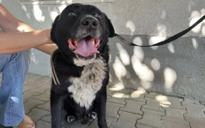 Ramses - Sanftmut in Hundegestalt Bild 3