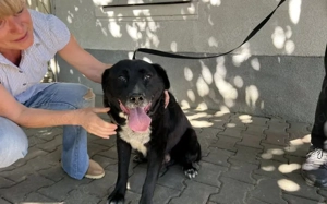 Ramses - Sanftmut in Hundegestalt Bild 4