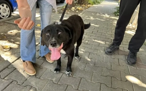 Ramses - Sanftmut in Hundegestalt Bild 2