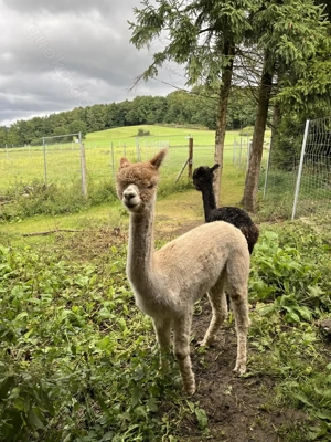 Alpaka Stute Sun Star Dominica * 2018