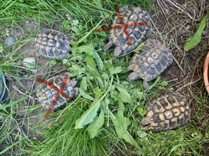 Griechische Landschildkröten