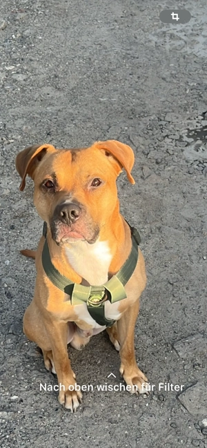 Liebevoller Hund an liebevolles Zuhause abzugeben