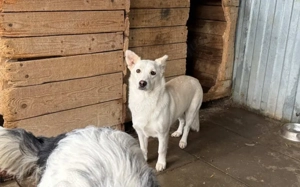 Powerpaket Jana sucht ein Zuhause Bild 4