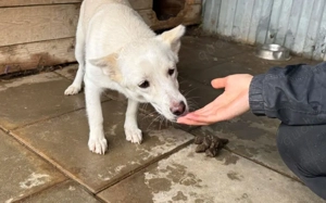 Powerpaket Jana sucht ein Zuhause Bild 2