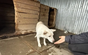 Powerpaket Jana sucht ein Zuhause Bild 3