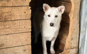 Powerpaket Jana sucht ein Zuhause