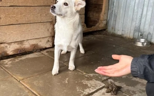 Powerpaket Jana sucht ein Zuhause Bild 5