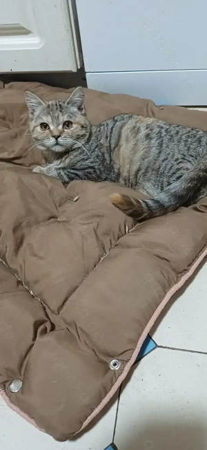 Kleines BKH-kätzchen in black-torbie