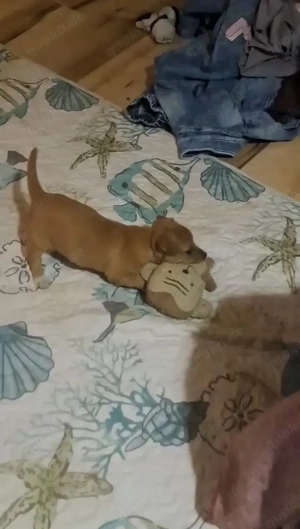 Niedliche Jack Russel-Zwergpinscher Welpen  Bild 6