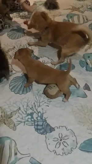 Niedliche Jack Russel-Zwergpinscher Welpen  Bild 7