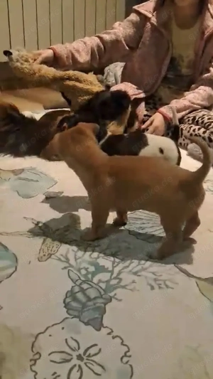 Niedliche Jack Russel-Zwergpinscher Welpen  Bild 2