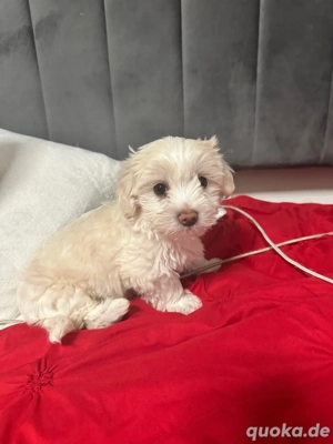 bichon Malteser minitoy