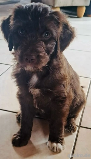 Aussidoodle Rüden Bild 3 Aussidoodle Rüden Bild 3