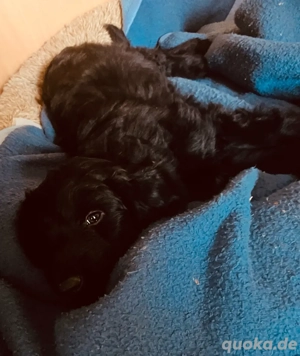 Aussidoodle Rüden Bild 2 Aussidoodle Rüden Bild 2