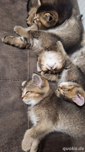 Reinrassige Britisch Kurzhaar (BKH)