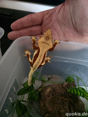 Kronengecko Lillywhite (Red)