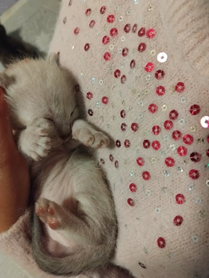 Siam-mix liebevolle babys 