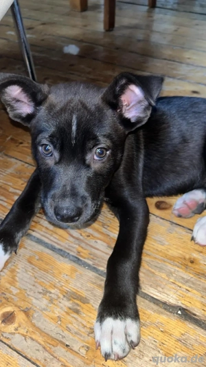 Husky-Stafford Welpenmädchen   8 Wochen alt     