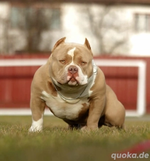   *TOP VERPAARUNG *American Pocket Bully Welpen ABKC (Abgabebereit)