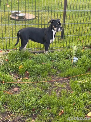 Zuhause für immer gesucht 