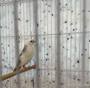 Stieglitz, Major Scarpati