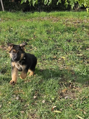 Noch 1 knuffeliger DSH - Rüde