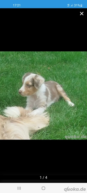 Australien Shepherd Welpe 