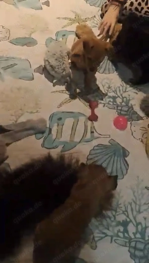 Niedliche Jack Russel-Zwergpinscher Welpen  Bild 4