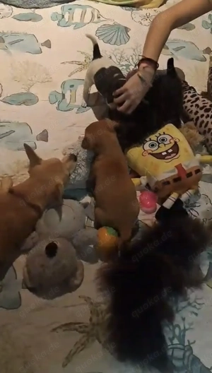 Niedliche Jack Russel-Zwergpinscher Welpen  Bild 5