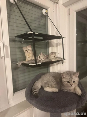 Baybkatzen BKH kitten Bild 5