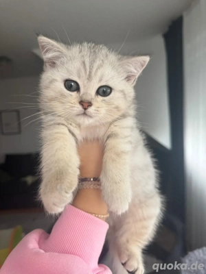 Baybkatzen BKH kitten Bild 2