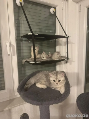 Baybkatzen BKH kitten Bild 3