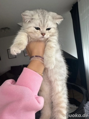 Baybkatzen BKH kitten Bild 4