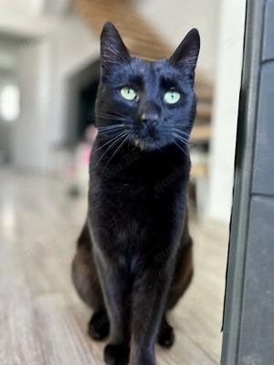 Ich bin Cookie   eine kleine verträumte Schmusemaus